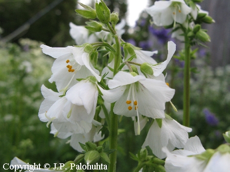 Polemonium caeruleum f. lacteum